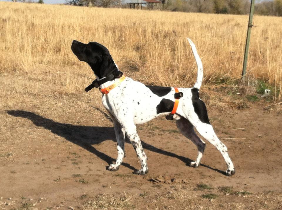 pointer puppy training