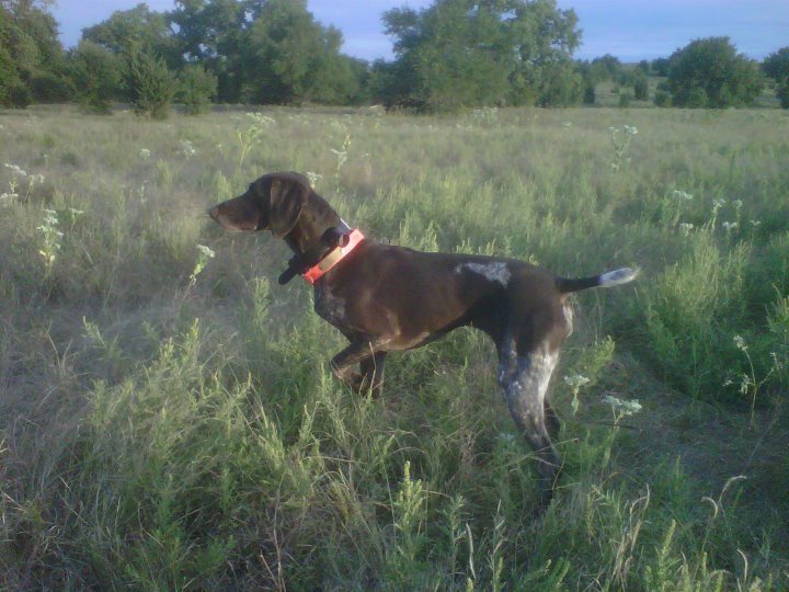 German Shorthair Bird Dog For Sale German Shorthair Bird Dog For Sale