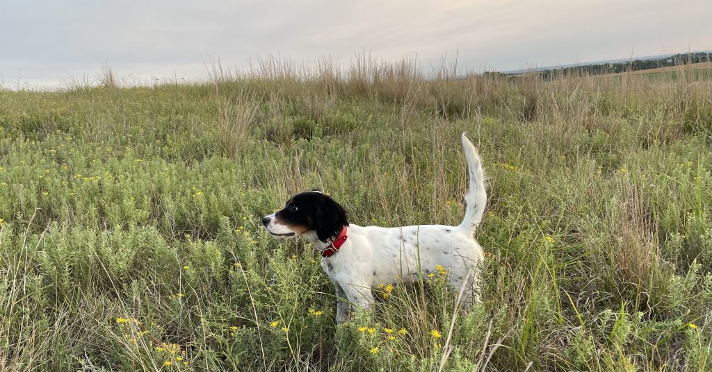 Bird Dog Training